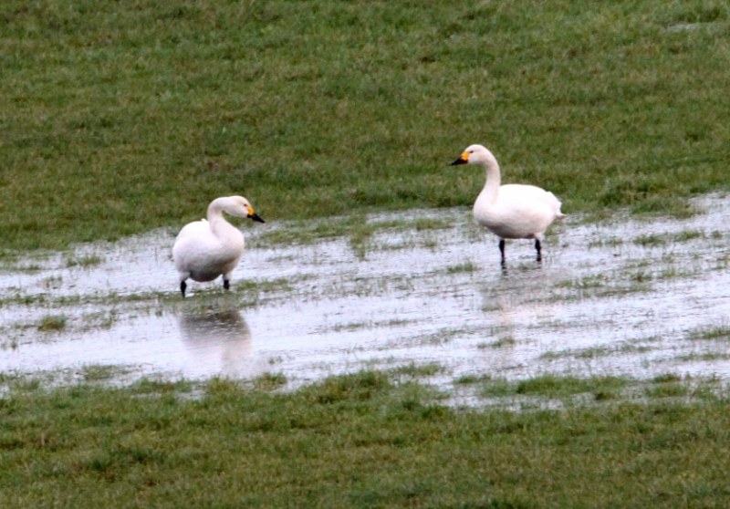 Bewick's Swan