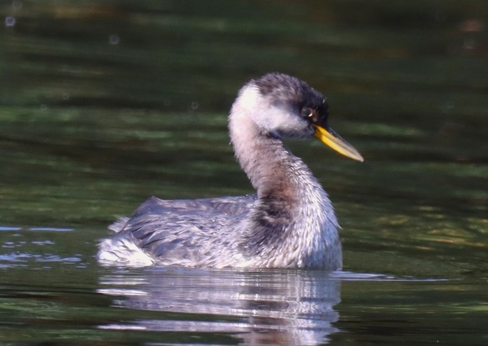 Red-necked Grebe