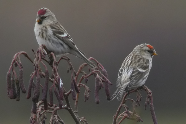Mealy Redpoll