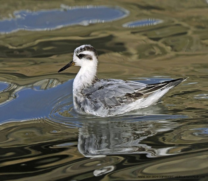 Grey Phalarope
