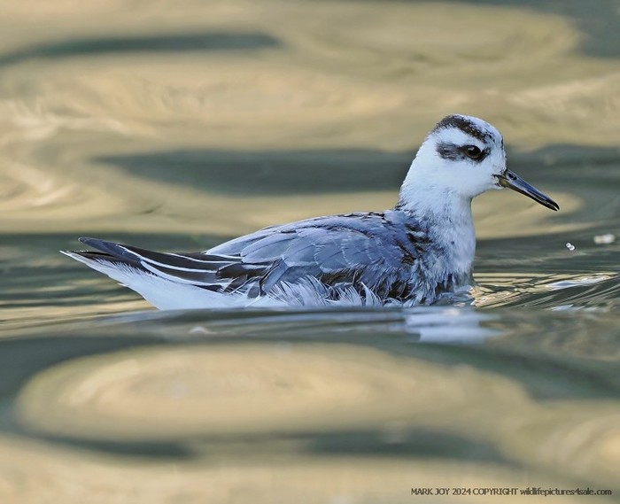 Grey Phalarope