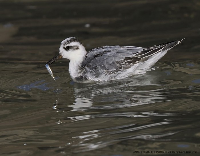 Grey Phalarope