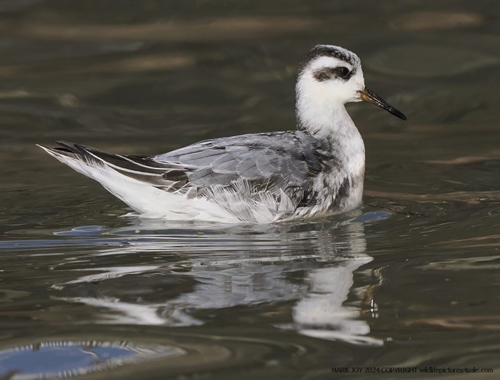 Grey Phalarope