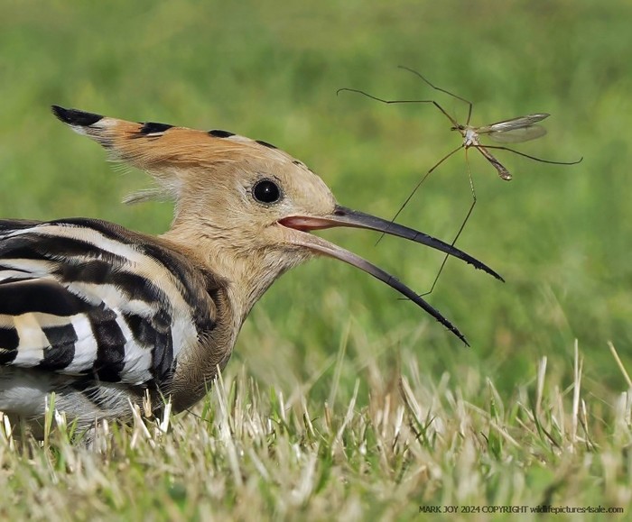 Hoopoe