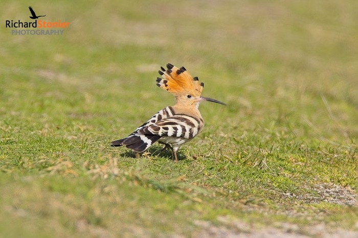 Hoopoe