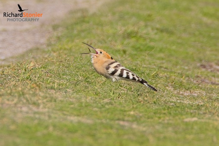 Hoopoe