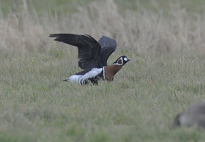 Red-breasted Goose