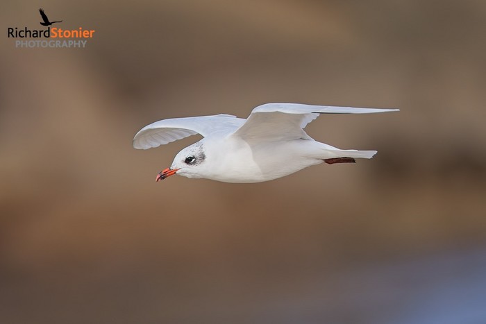 Mediterranean Gull