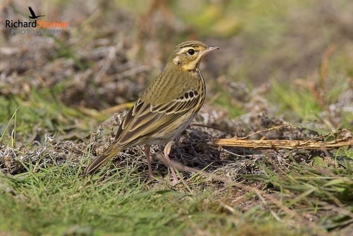 Olive-backed Pipit