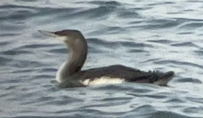 Black-throated Diver