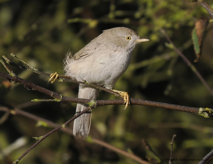 Asian Desert Warbler