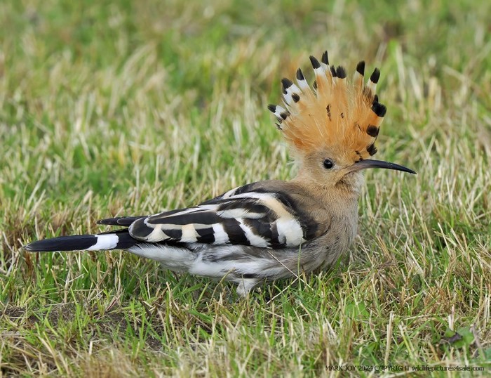 Hoopoe