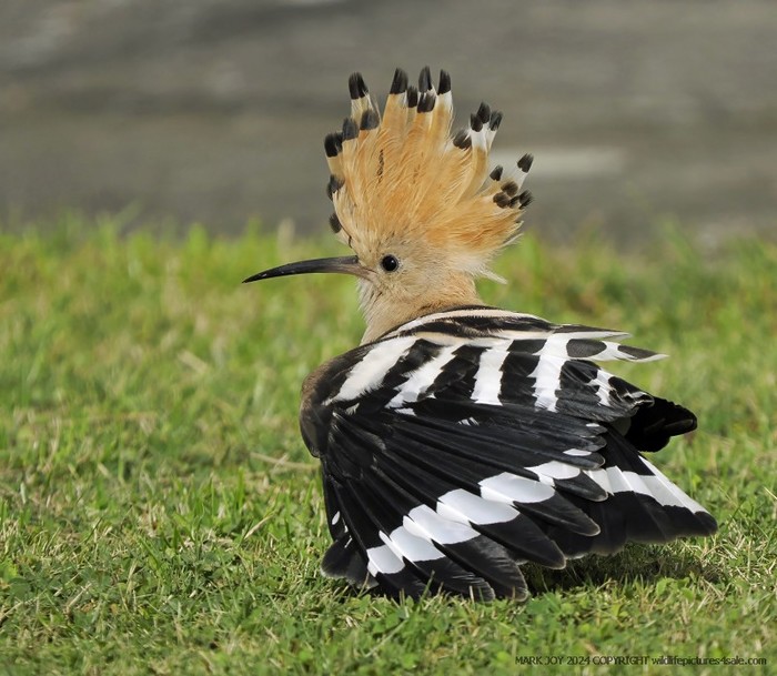 Hoopoe