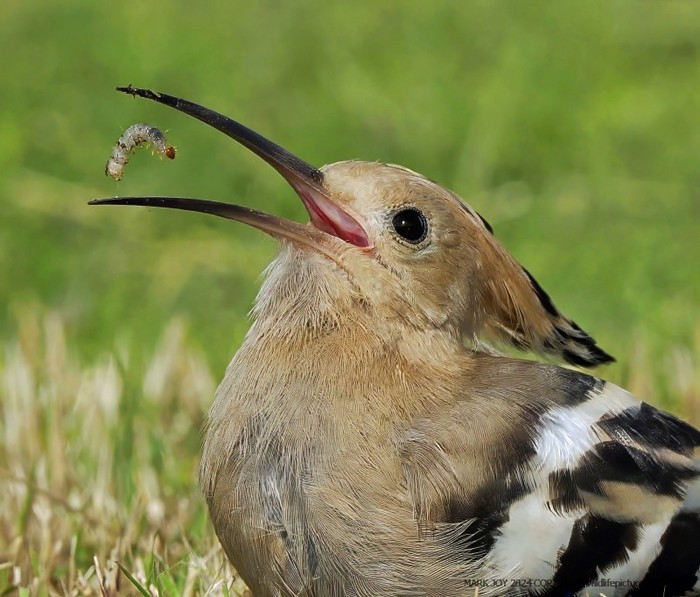 Hoopoe