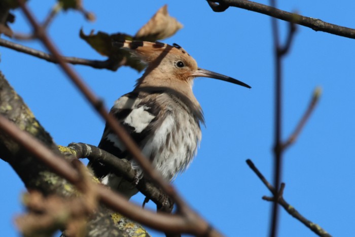 Hoopoe