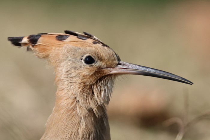 Hoopoe