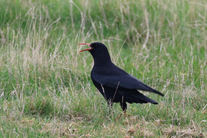 Chough
