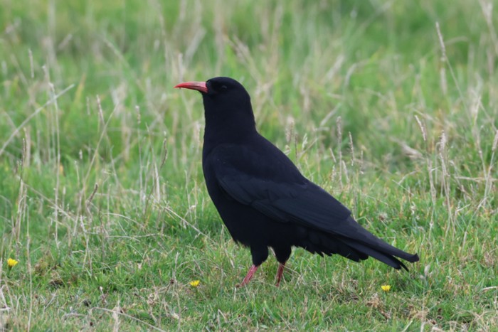 Chough
