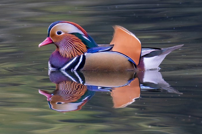 Mandarin Duck
