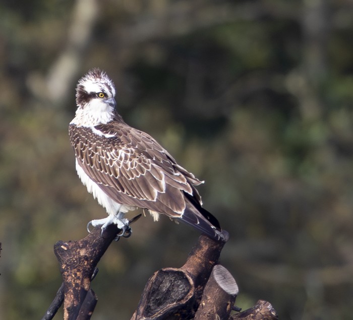 Osprey