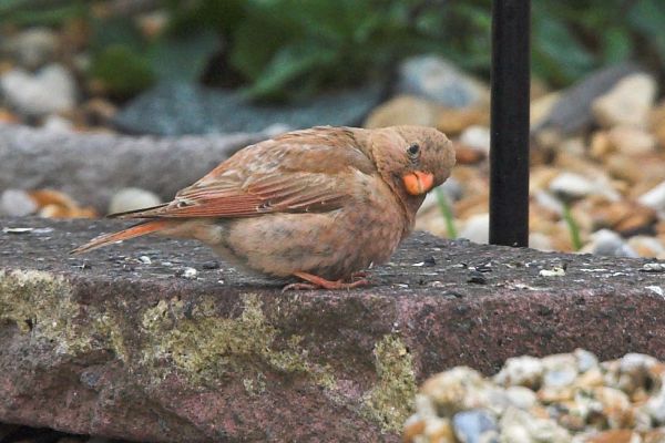 Trumpeter Finch