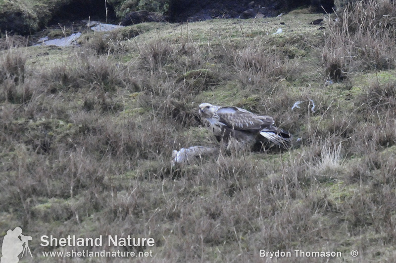 Rough-legged Buzzard