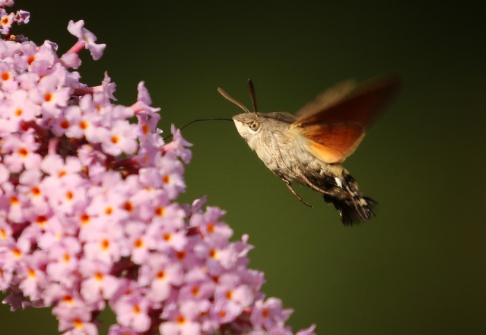 Hummingbird Hawk-moth
