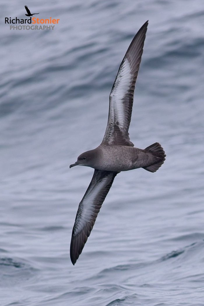 Sooty Shearwater