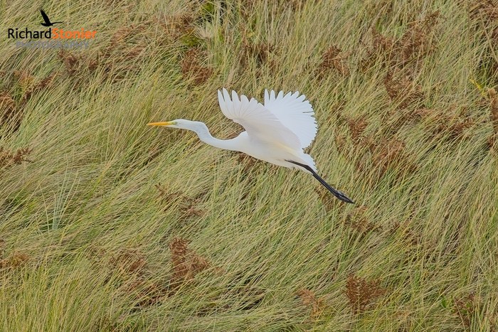 Great White Egret