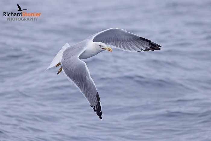 Yellow-legged Gull