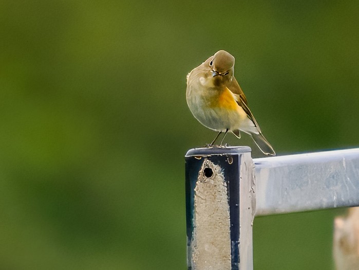Red-flanked Bluetail