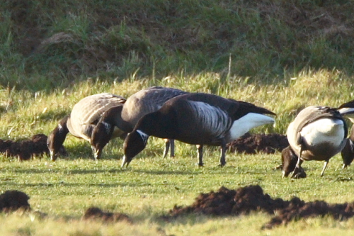 Black Brant