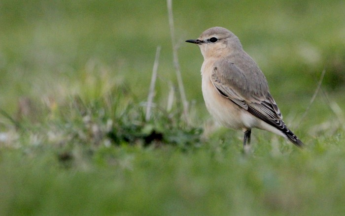 Isabelline Wheatear
