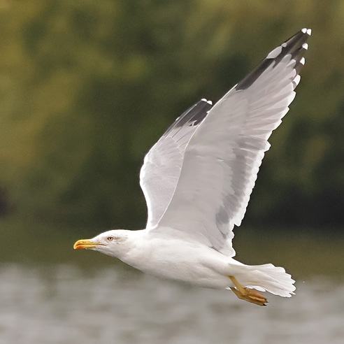 Yellow-legged Gull
