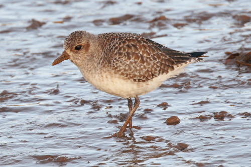 Grey Plover