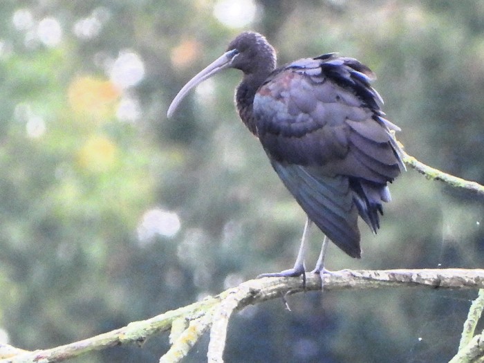 Glossy Ibis