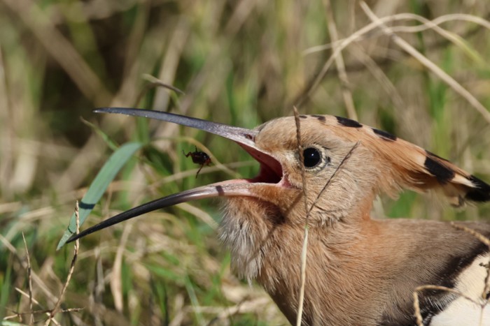Hoopoe