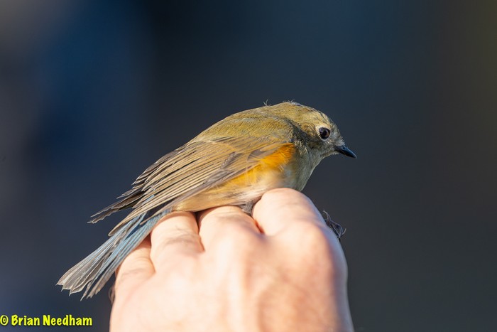 Red-flanked Bluetail