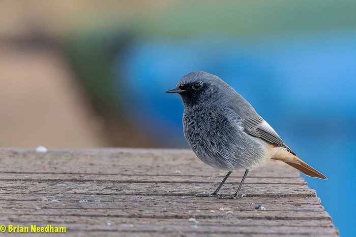 Black Redstart