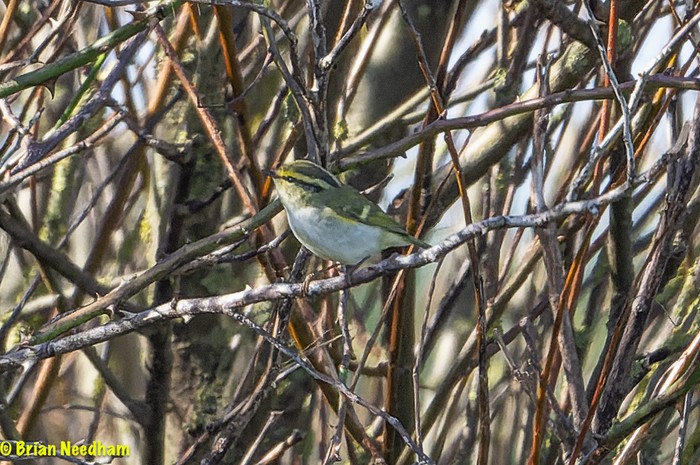 Pallas's Warbler