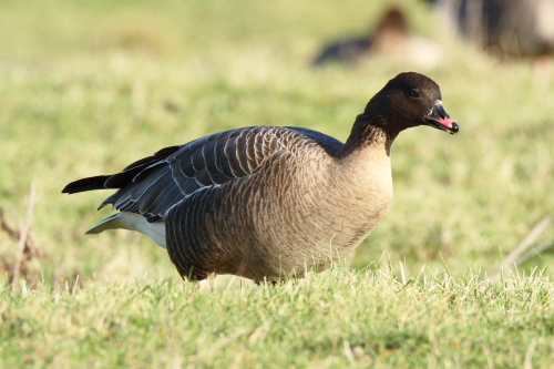 Pink-footed Goose