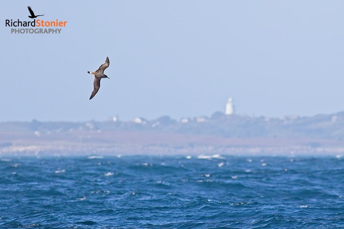 Cory's Shearwater