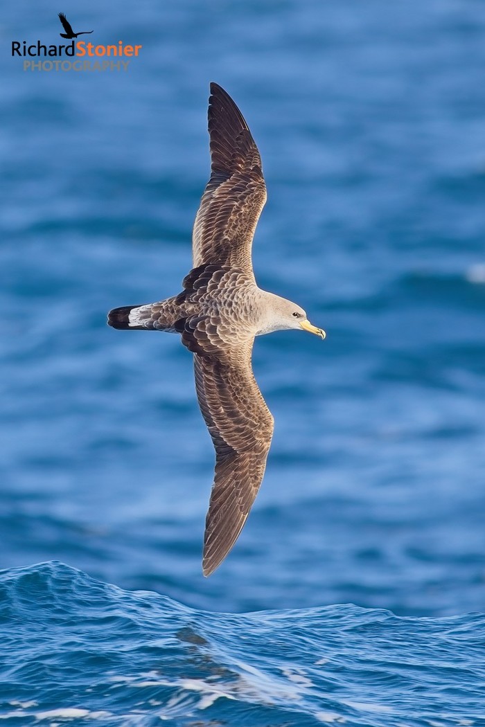 Cory's Shearwater