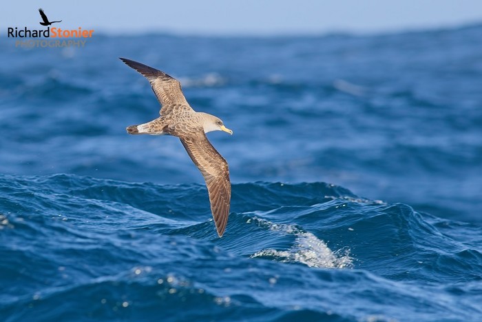Cory's Shearwater
