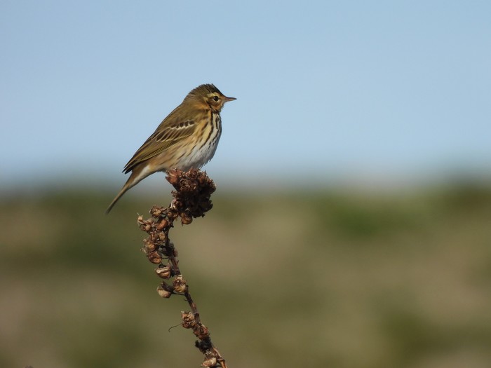 Olive-backed Pipit