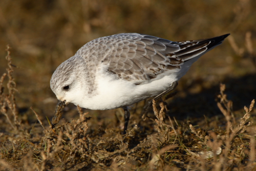Sanderling