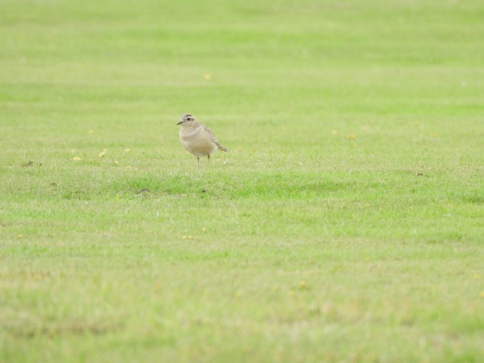 Dotterel