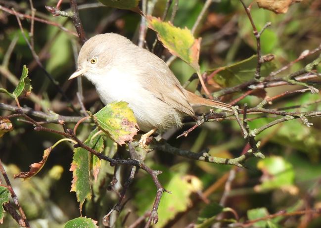 Asian Desert Warbler
