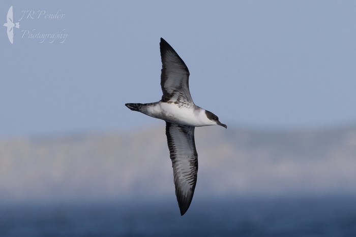 Great Shearwater