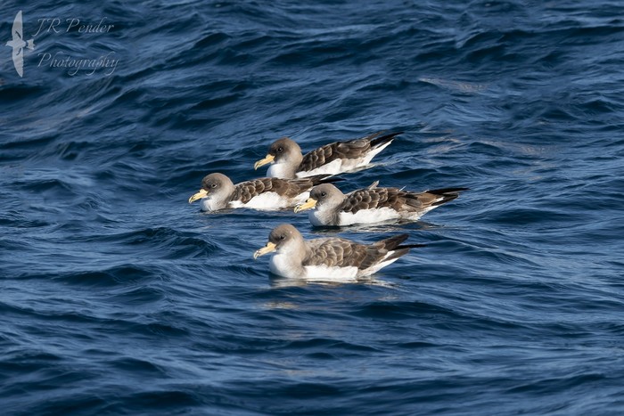 Cory's Shearwater